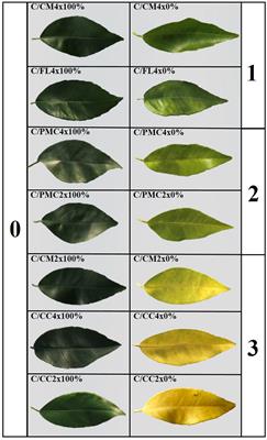 Frontiers | Influence of Rootstock Genotype and Ploidy Level on Common